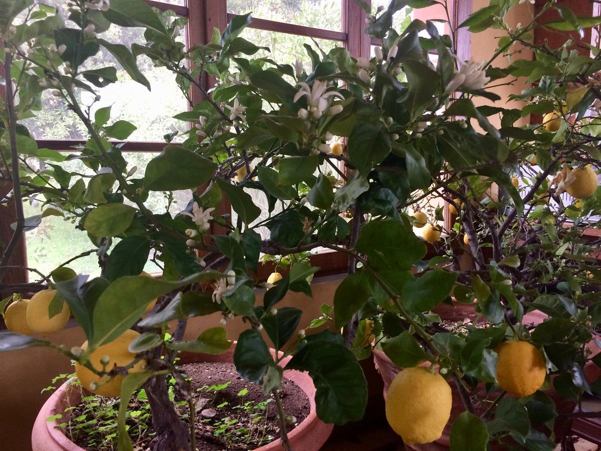 פאלאיה Agriturismo La Palazzina מראה חיצוני תמונה